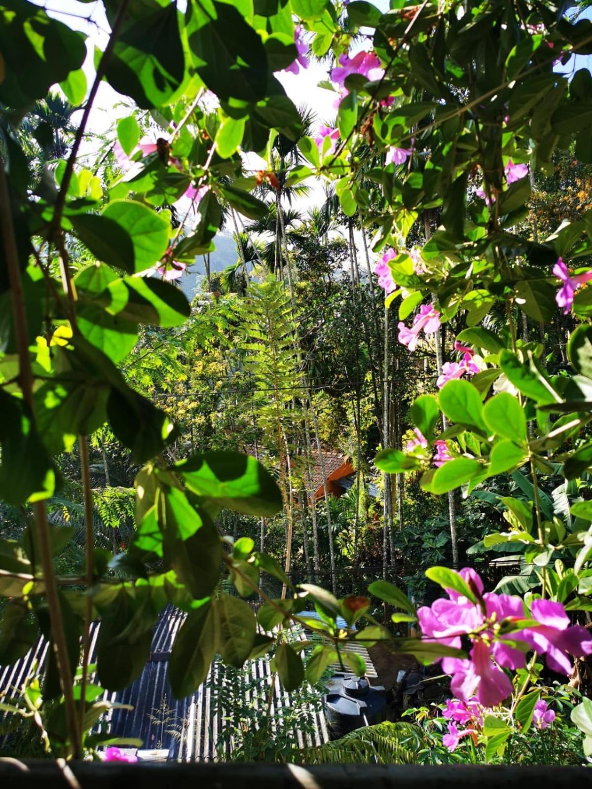 Cozy Homestay Waterfall Road Ella Eksteriør bilde